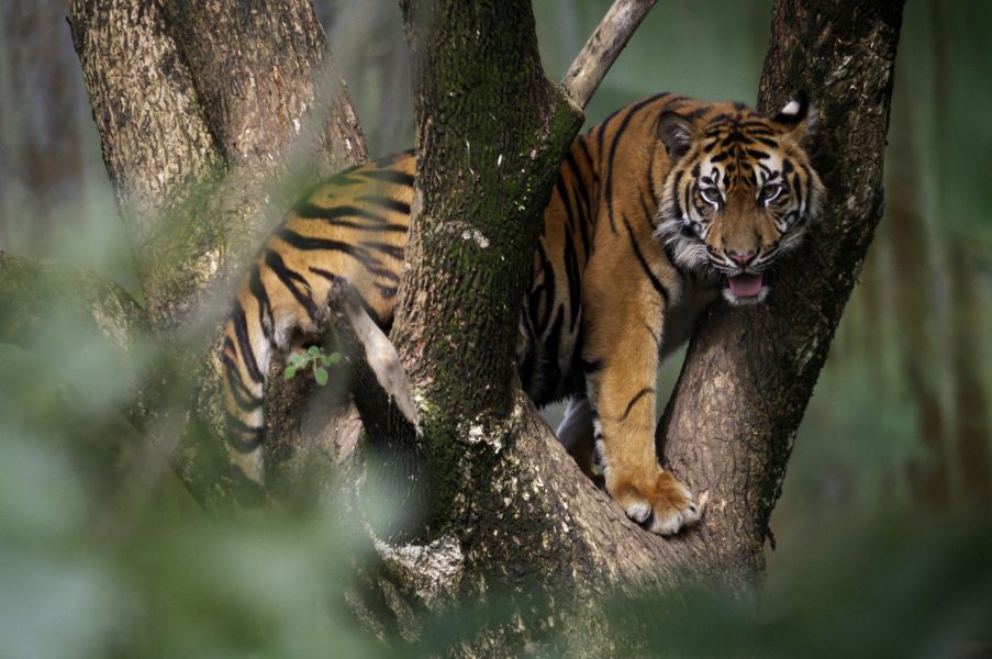 Sumatratigern är utrotningshotad och står nu inför ännu ett stort problem – brist på mat i Indonesiens djurparker.
