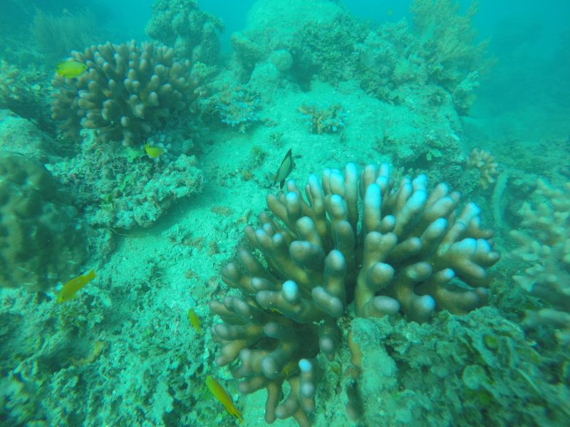 Blekta koraller på havsbotten.