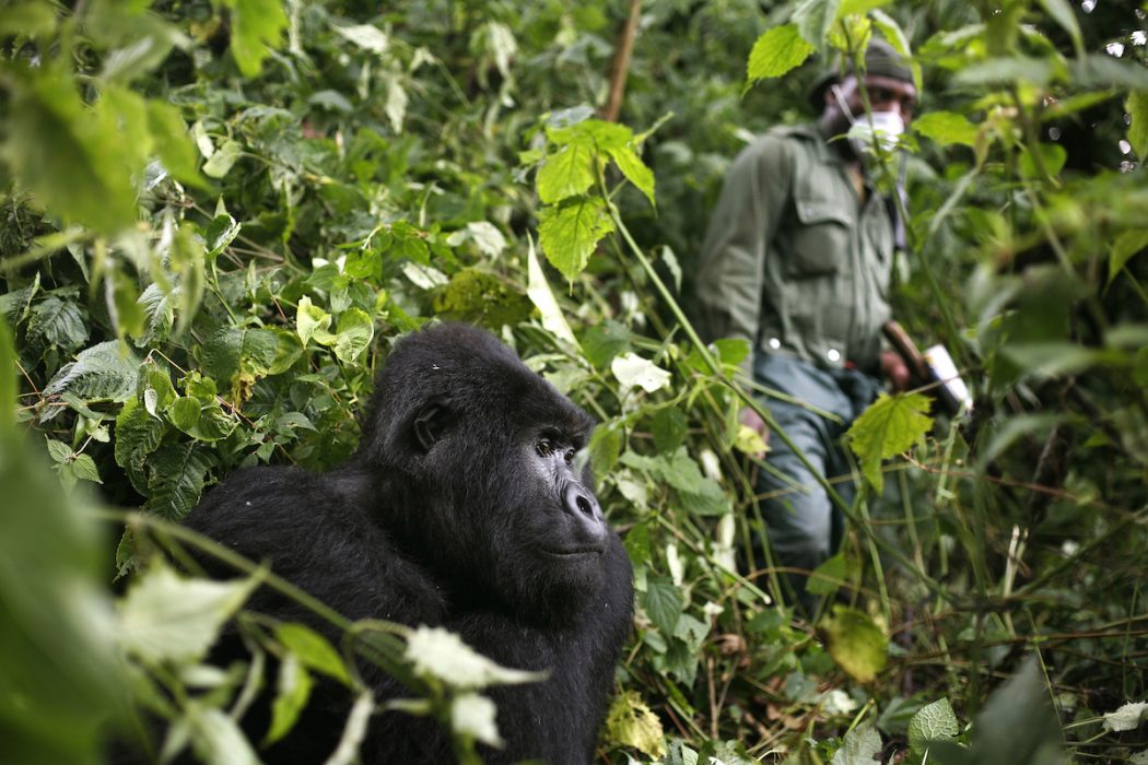 En parkvakt passerar en bergsgorilla i nationalparken Virunga i Kongo-Kinshasa.
