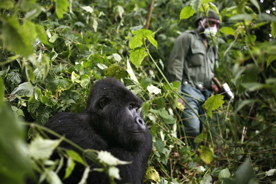 En parkvakt passerar en bergsgorilla i nationalparken Virunga i Kongo-Kinshasa.