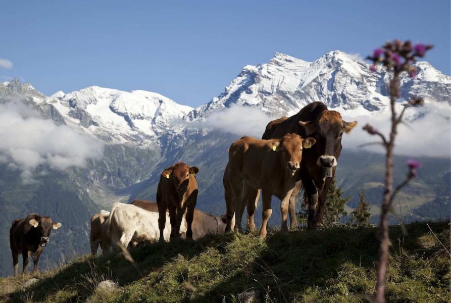 Många schweizare vill förbättra djurhållningen i landet.
