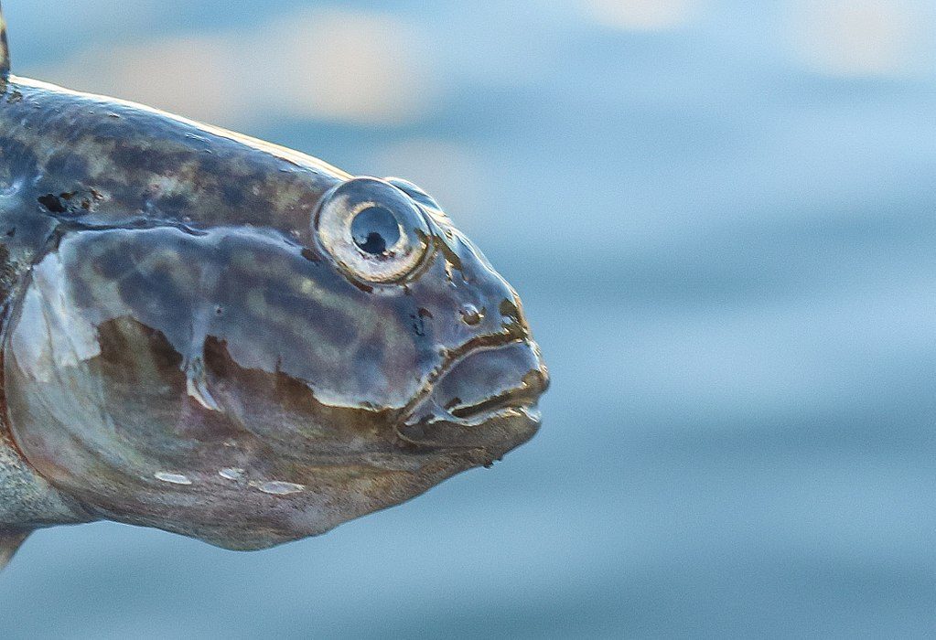 Den svartmunnade smörbulten (Neogobius melanostomus) kommer ursprungligen från Svarta havet och Kaspiska havet, och har sannolikt spridits till Östersjön via barlastvatten från fartyg.