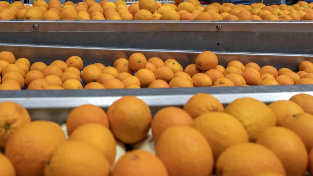 Tullen i Finland håller extra koll på apelsinerna.