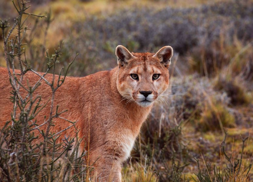Puman behöver skyddas mer, enligt Kaliforniens statliga fisk- och viltkommission.