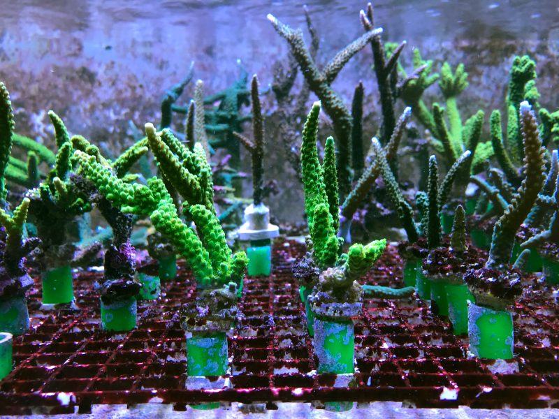 I Sjöfartsmuseets experimentakvarium i Göteborg finns en handfull arter av tropiska koraller.
