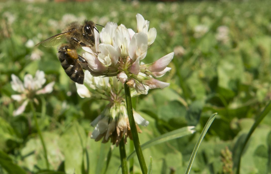 Pollinerare besöker en blommande vitklöver.