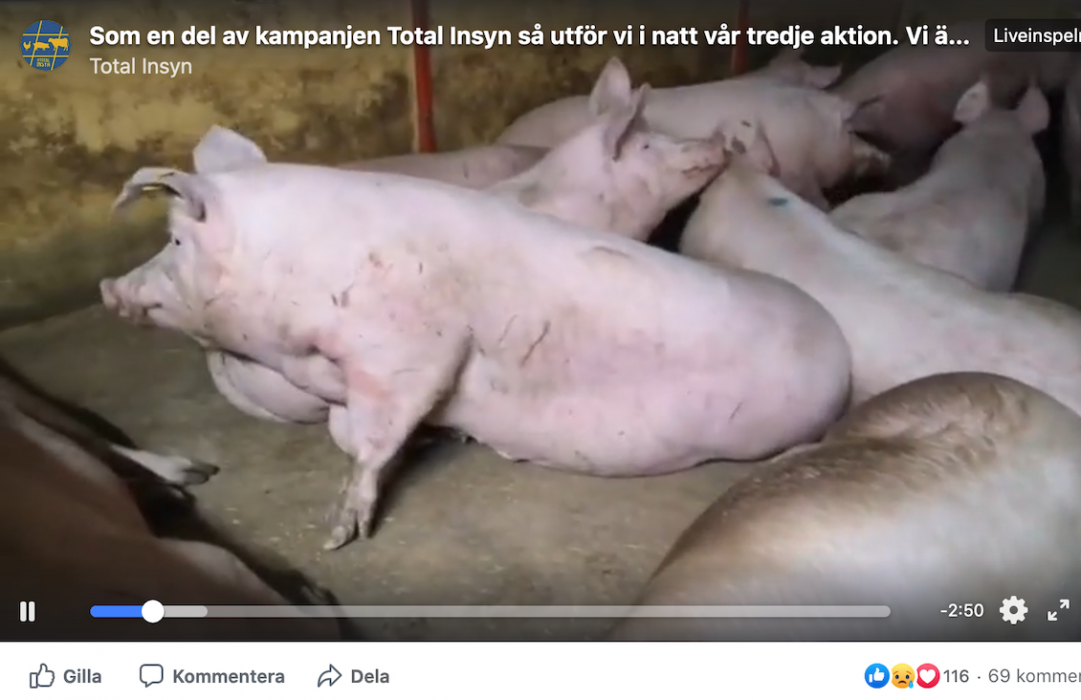 Total insyn sände live på sin Facebooksida.