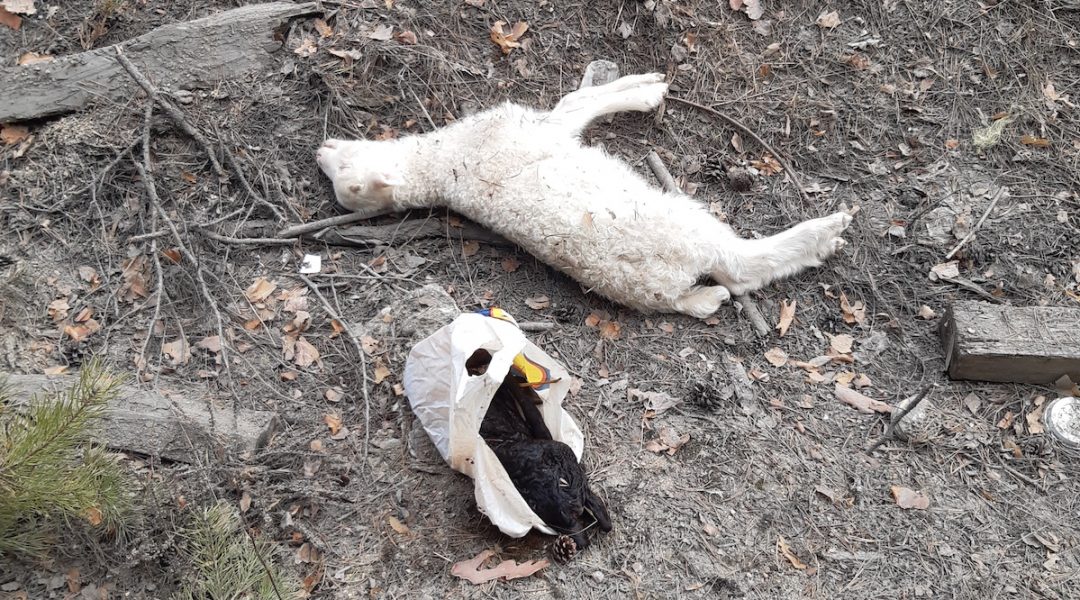 Döda lamm hittades bortslängda i naturen.
