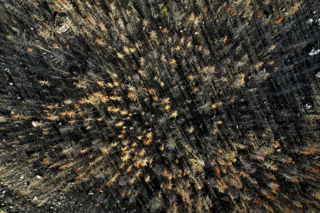 KÅRBÖLE 2019-05-16
Brandskadad skog. Bilder på delar av området i Härjedalen som drabbades av den stora skogsbranden sommaren 2018.
Foto: Pontus Lundahl / TT / kod 10050 Monokulturella granskogar är mer känsliga än blandskogar för såväl stormar som bränder
