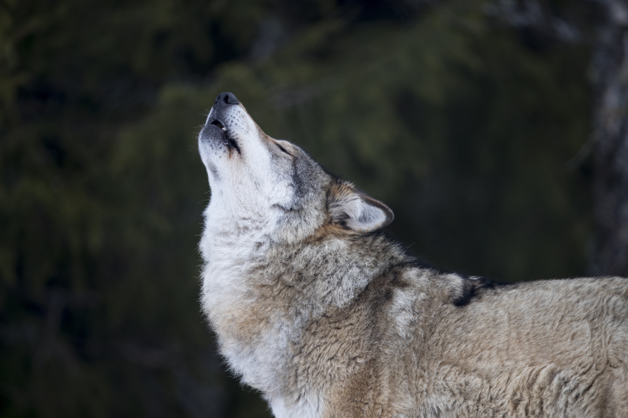 Vargen som sköts var en av tre vargar med finsk-ryskt ursprung som rört sig i Västerbottens och Norrbottens län.