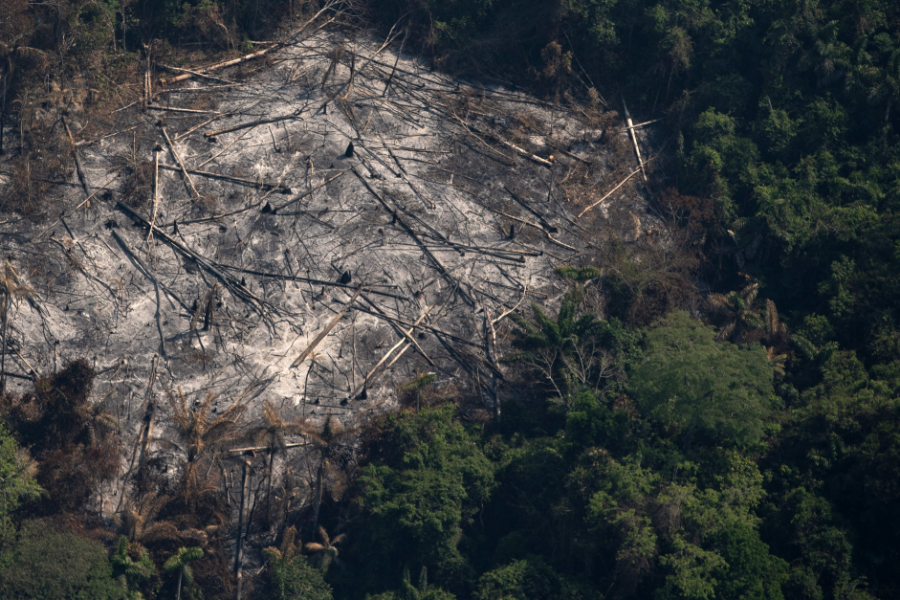 Ett nedbränt skogsområde i ett reservat i Amazonas i Altamira i den brasilianska delstaten Pará.
