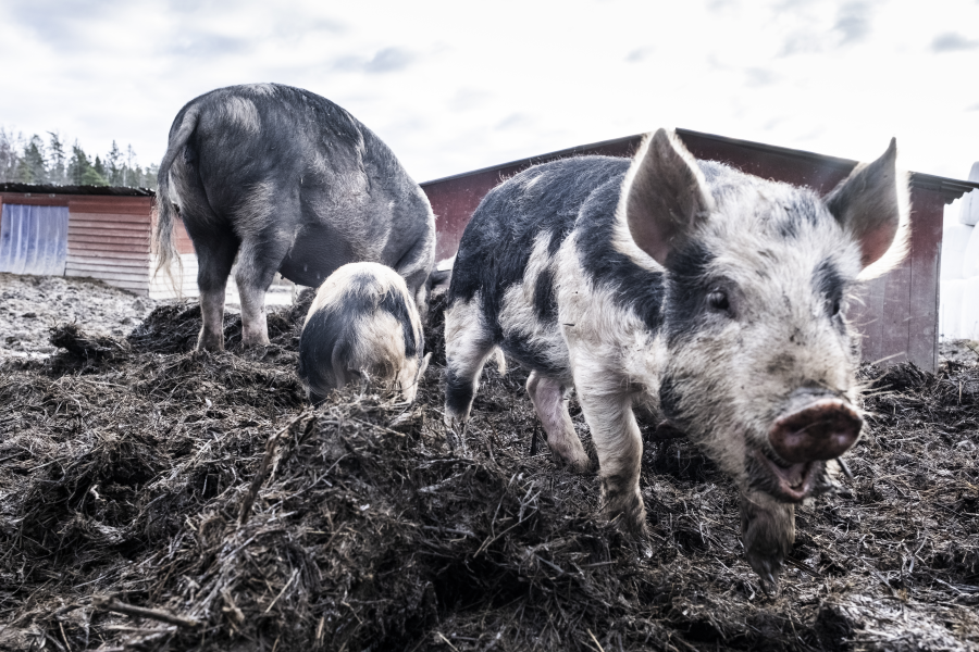 Två  grisar ska få ta upp kampen mot den invasiva växten parkslide i kommunen Härryda i sommar.