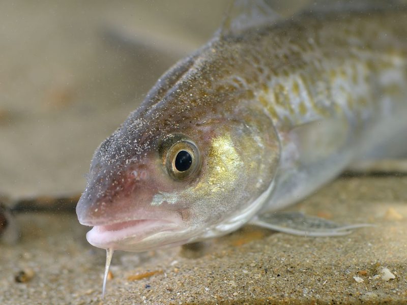 Fiske, syrebrist och parasiter är några av hoten mot torsken i Östersjön.