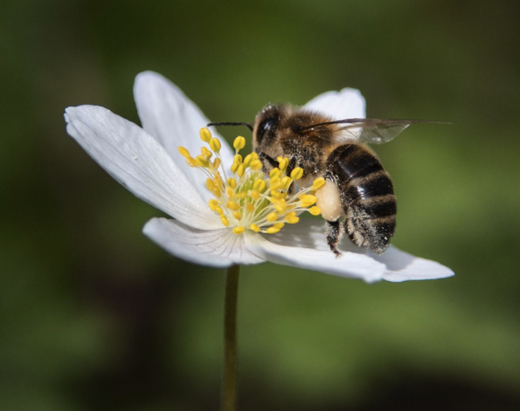 I Sverige finns cirka 270 vilda biarter och en tredjedel av dem är på väg att försvinna.