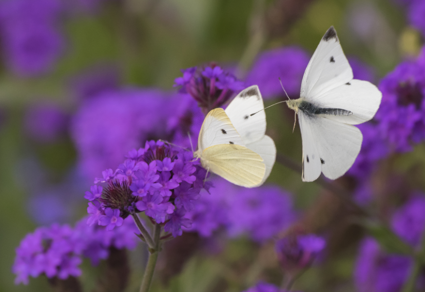 En ny lag i Danmark gör det förbjudet att samla in 33 olika arter av dagfjärilar.