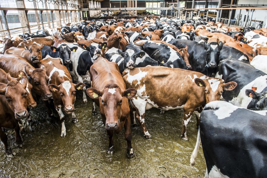 Många mjölkproducenter klarar sig utan anmärkning från länsstyrelsen.