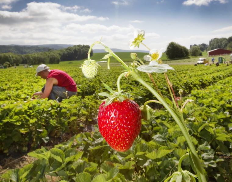 Regeringen gör undantag i inreseförbudet för säsongsarbetare bland annat för att det ska kunna finnas jordgubbar i midsommar enligt finansmarknadsminister Per Bolund (MP).