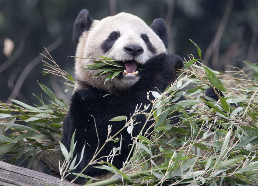 Er Shun får återvända hem till Kina tillsammans med Da Mao.