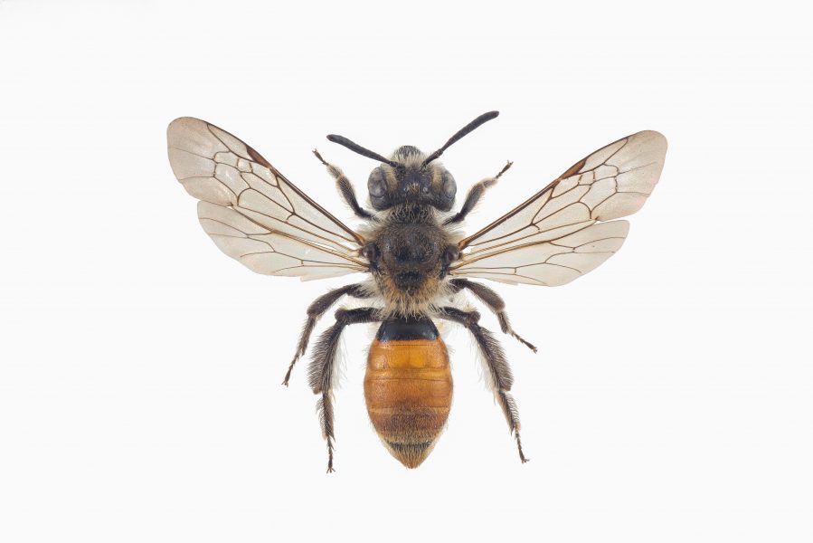 Pollineraren guldsandbi (Andrena marginata) klassas som nära hotad i Rödlista 2020.