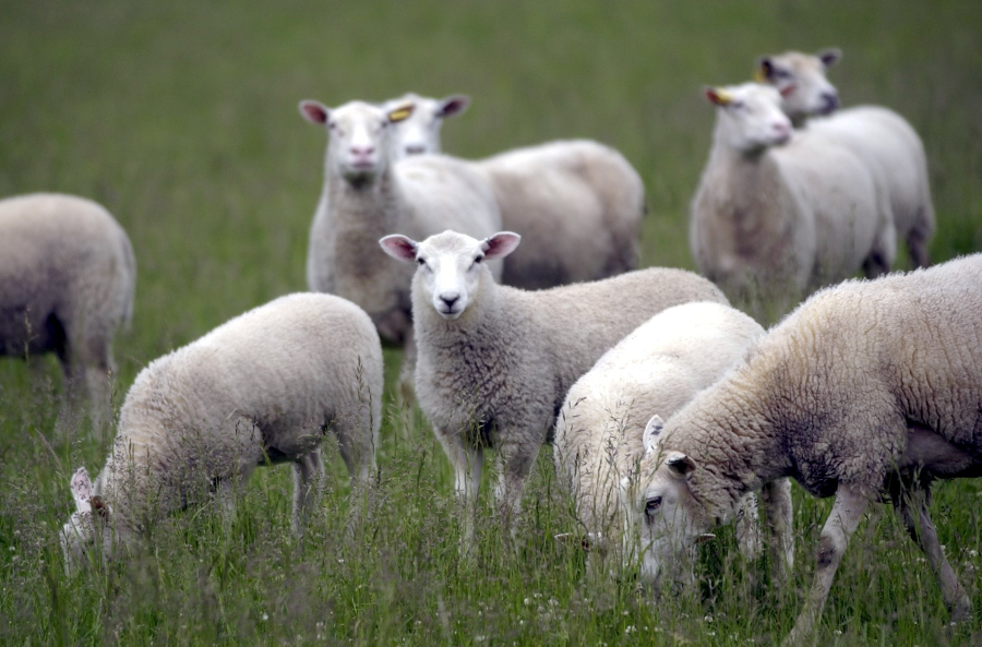 Tackor och lamm har misshandlats i en fårhage i Oxie utanför Malmö.