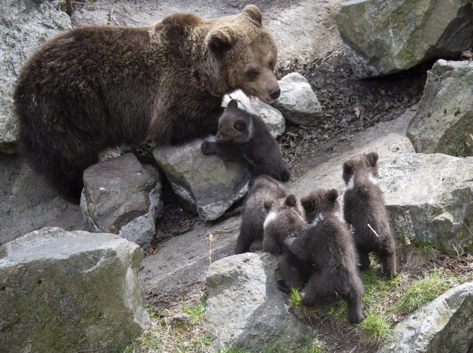 Björnhonan Lill-Babs som bor på Skansen bet ihjäl sin förra kull ungar.