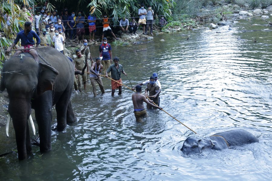 Elefanten hittades död i en flod i distriktet Palakkad.