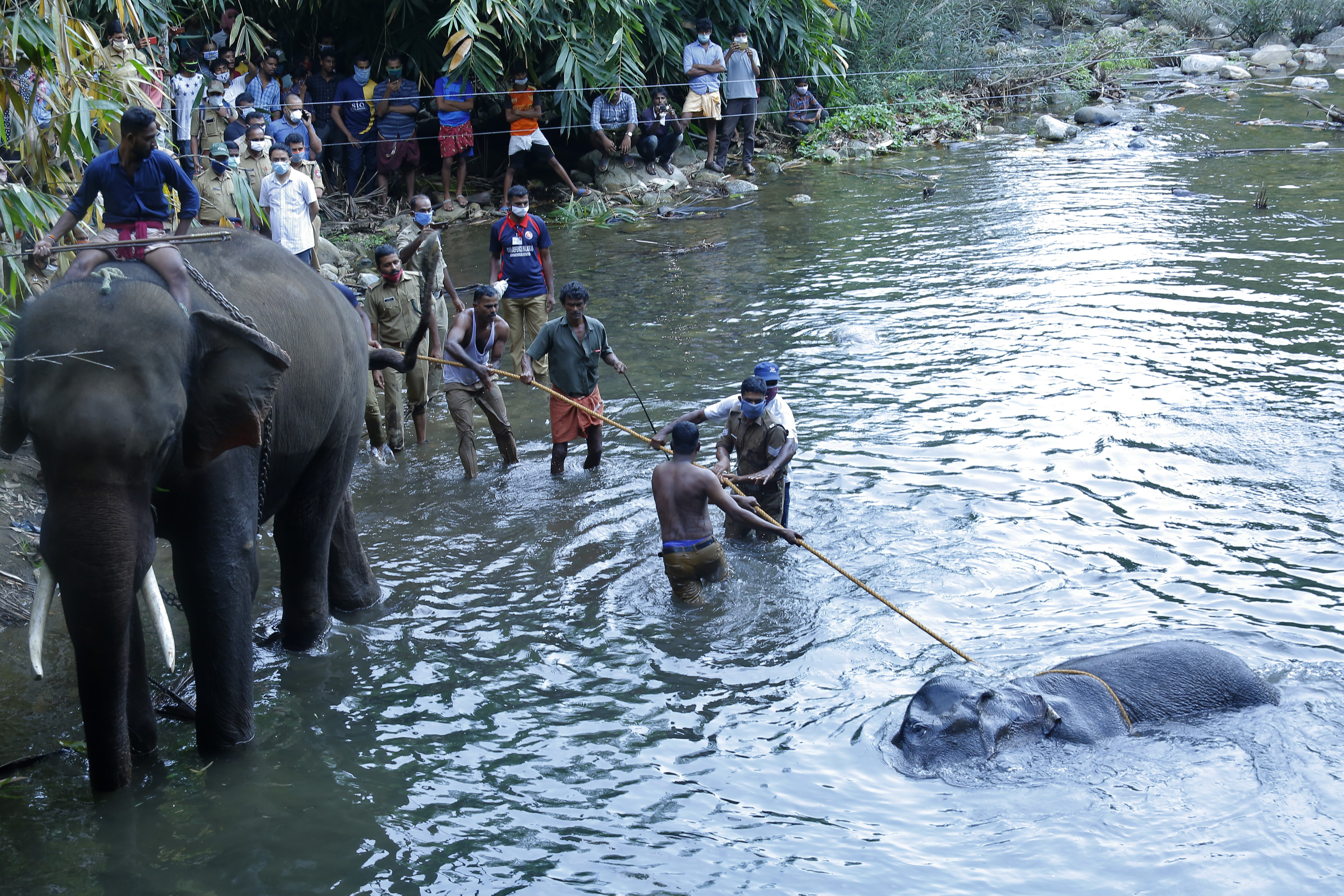 Gravid elefants död triggar hatkampanj i Indien - Syre