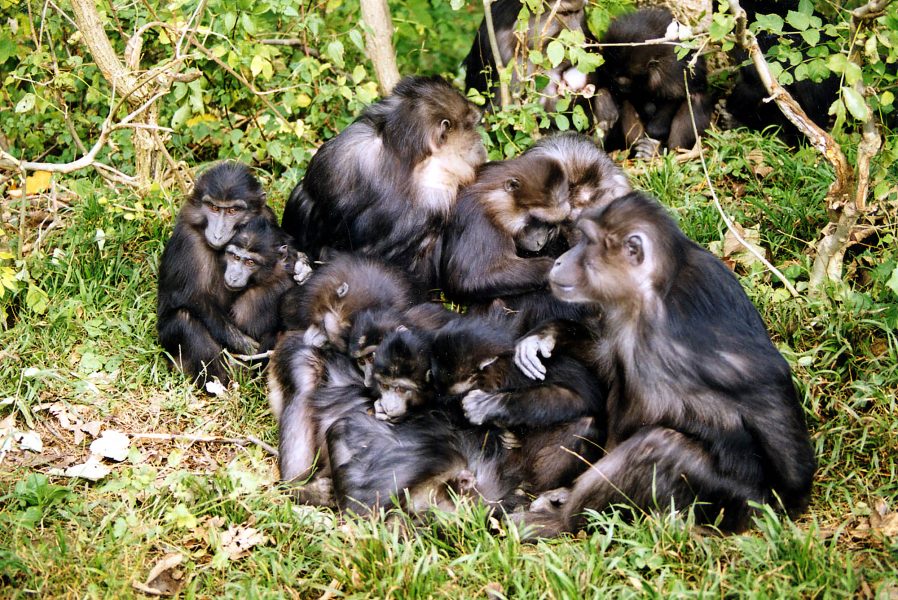 Makaker används i djurförsök på Karolinska institutet, det enda stället i Norden där man gör djurförsök på apor.