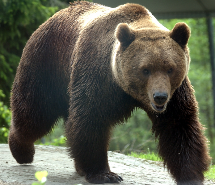 Åtta björnar kan ha jagats över landsgränsen till Sverige för att skjutas.