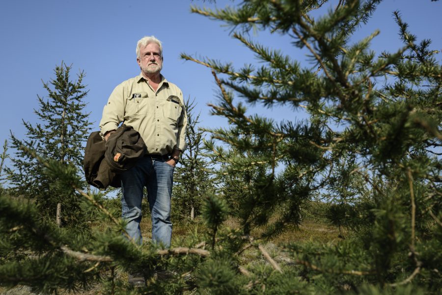 Saemundur Thorvaldsson, skogsskötselspecialist vid den isländska skogsstyrelsen, tittar till ett gäng spirande lärkträd i Flókadalur på västra Island.