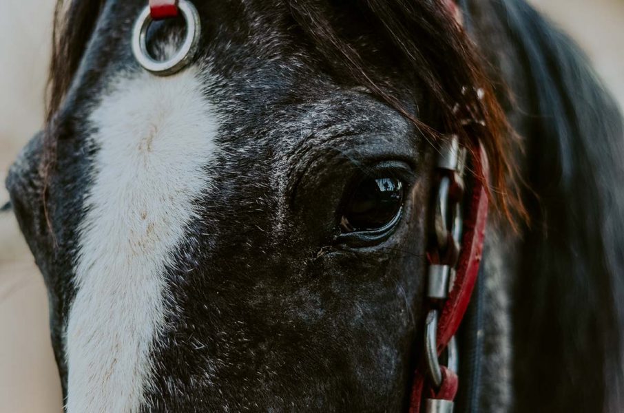 Hästar, ofta så kallade "uttjänta" travhästar används i illegala lopp på Messinas gator.