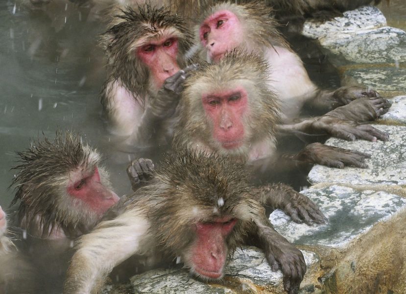 Lynx, Grizzly, Hyena, Nanuq och Fox är makaker, liksom det här badgänget som lever i något bekvämare fångenskap i ett zoo på Hokkaido i Japan.