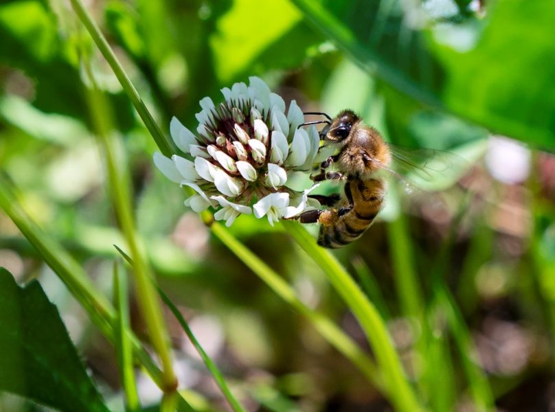 Ett bi på jakt efter nektar på en av Helsinborgs urbana ängar.
