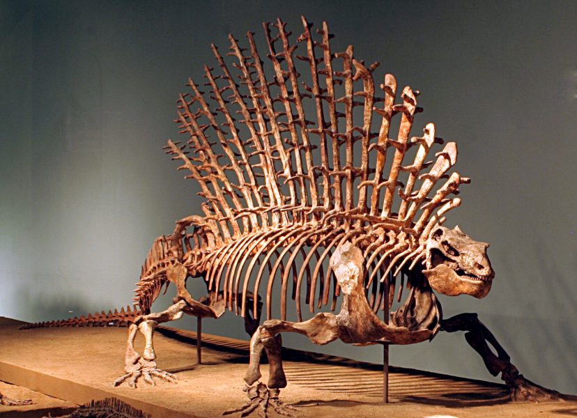 Edaphosaurus, en tidig föregångare till dagens däggdjur.