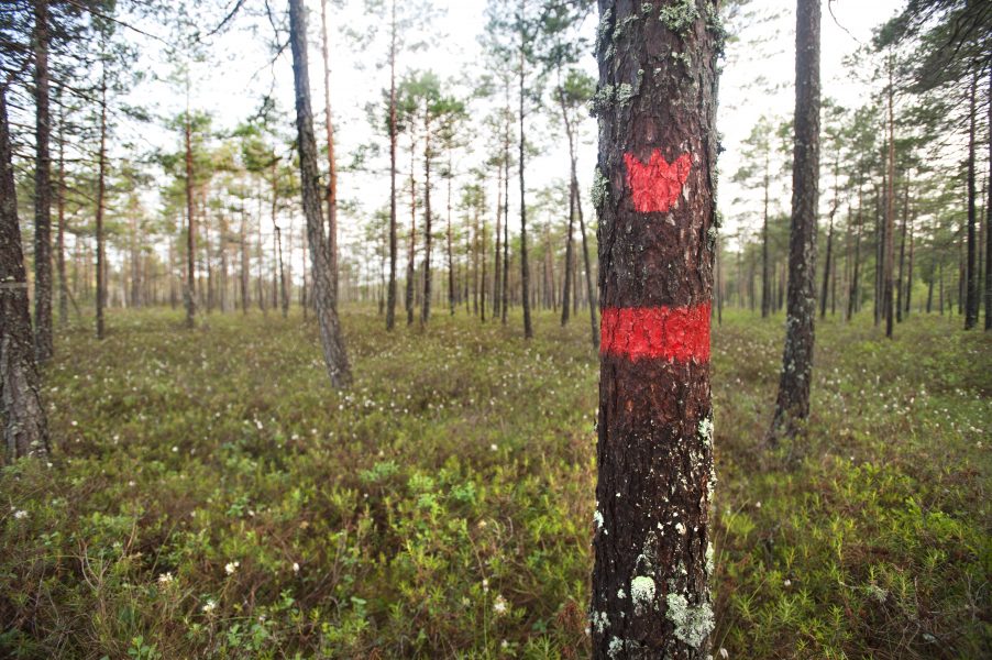 Sveaskog avverkade av misstag 1,3 hektar i ett naturreservat utanför Umeå.