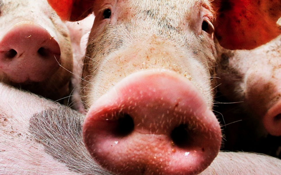 Ett av de största slakterierna, HKScan, Kristianstad ökade slakten på grisar med 1 procent till 173 507 grisar första kvartalet i år.