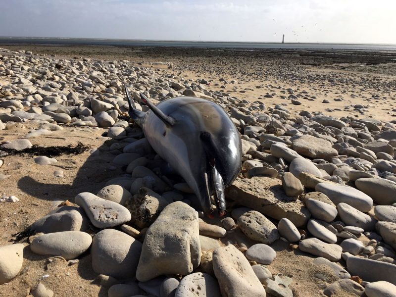 Varje år spolas tusentals delfiner upp längs Frankrikes Atlantkust efter att ha fastnat i fiskenät.
