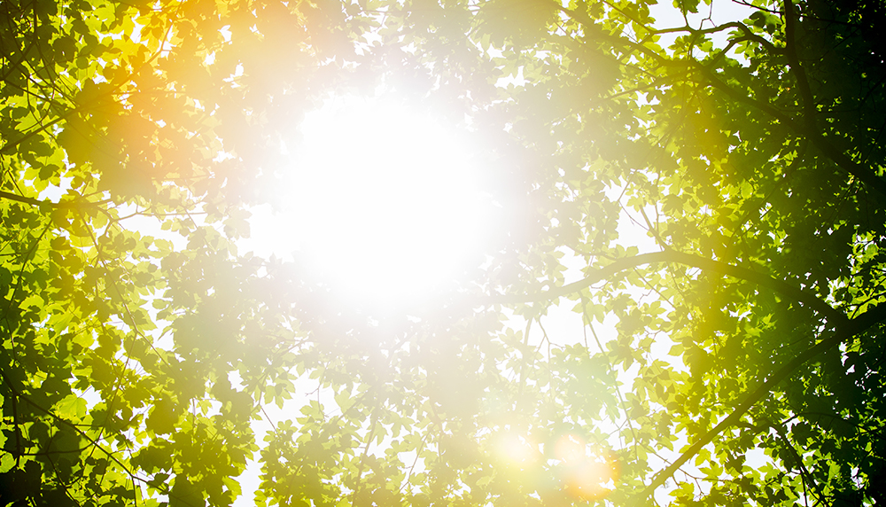 Finska företaget Solar foods påstår att produkten Solein kan framställas med hjälp av solenergi.