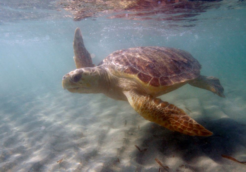 Oäkta karettsköldpadda, Caretta caretta.