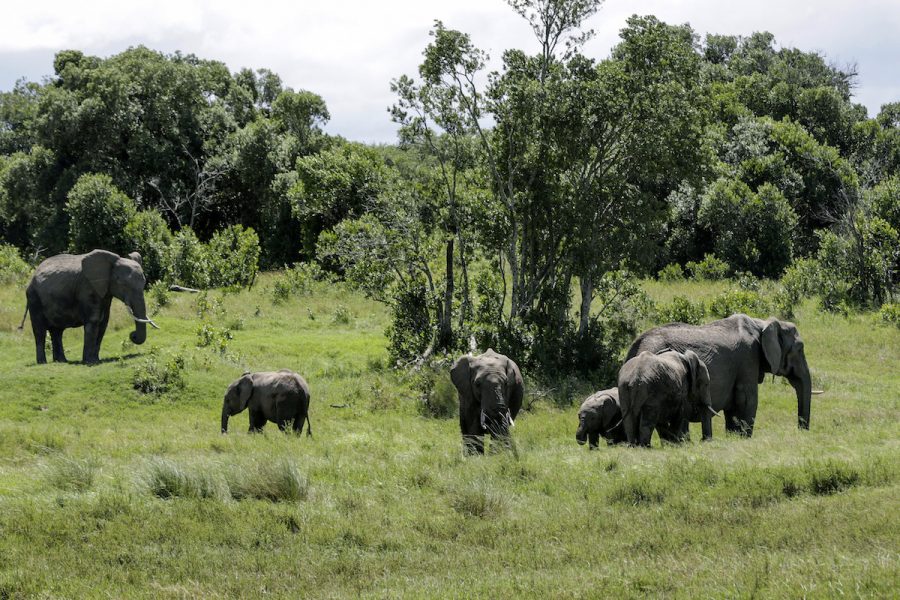Elefanter på bete i Kenya.