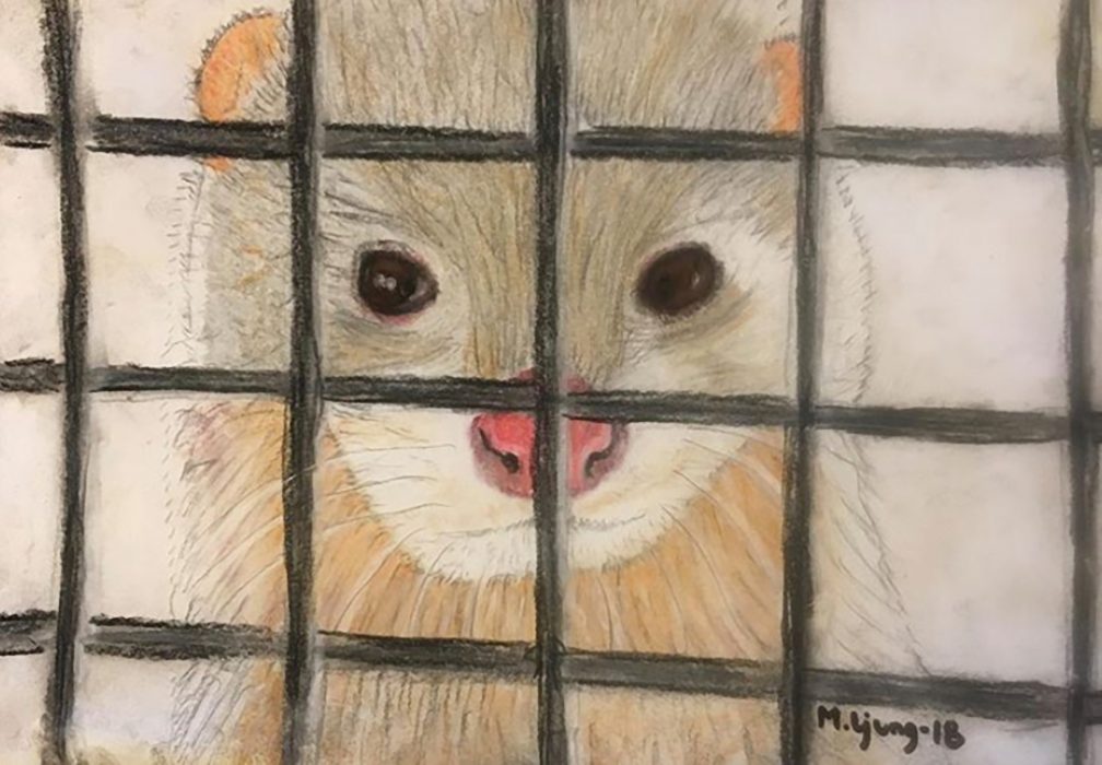 Minkar på pälsfarmer lever hela sina liv i gallerburar, utan möjlighet till naturliga beteenden och stimulans.
