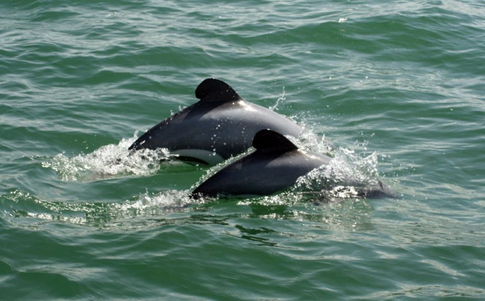 Mauis delfiner, utanför Nya Zeeland, är en hotad art.