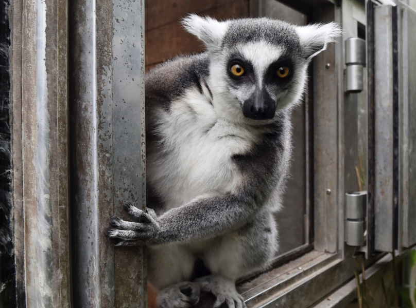 En lemur hölls isolerad under flera månader, dock inte den här krabaten som bor på en djurpark i Duisburg i Tyskland.