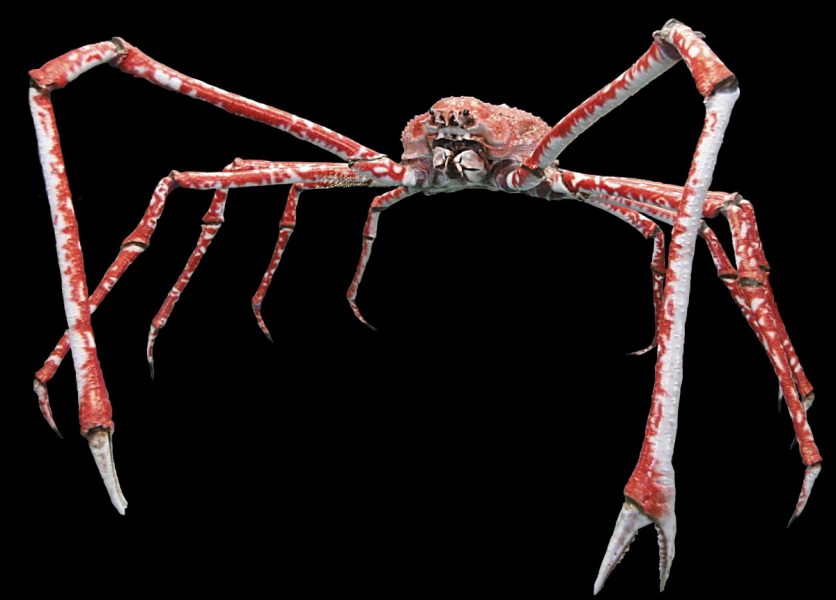 Den japanska spindelkrabban är största av alla krabbor.