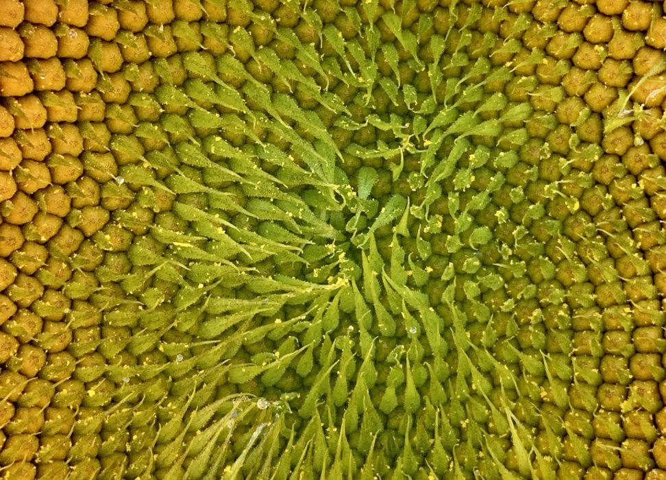 Seeds ska bli en grön kryptovaluta för handel mellan människor och för projekt som gynnar planetens hållbara framtid, skriver Vladan Lausevic.
