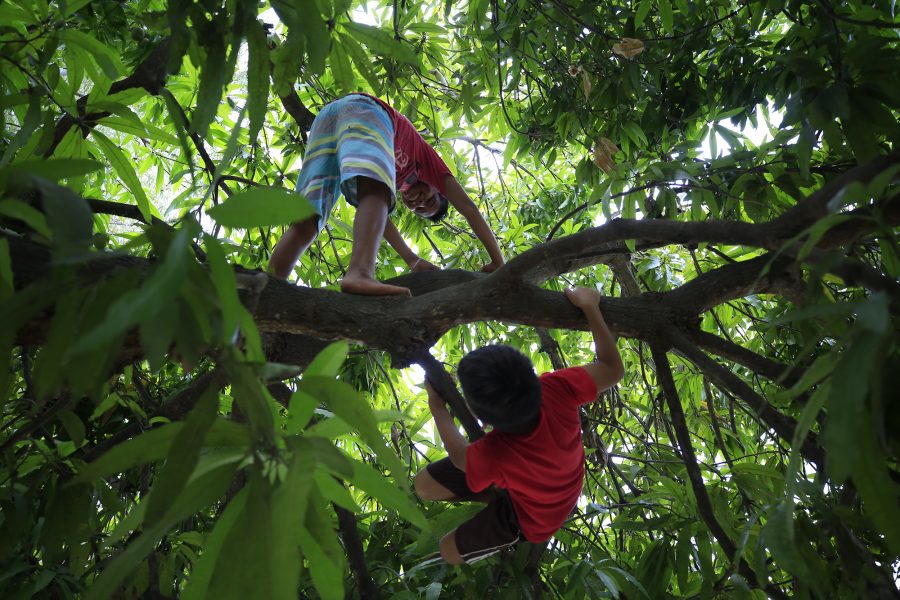 Barnen klättrar i ett av träden.