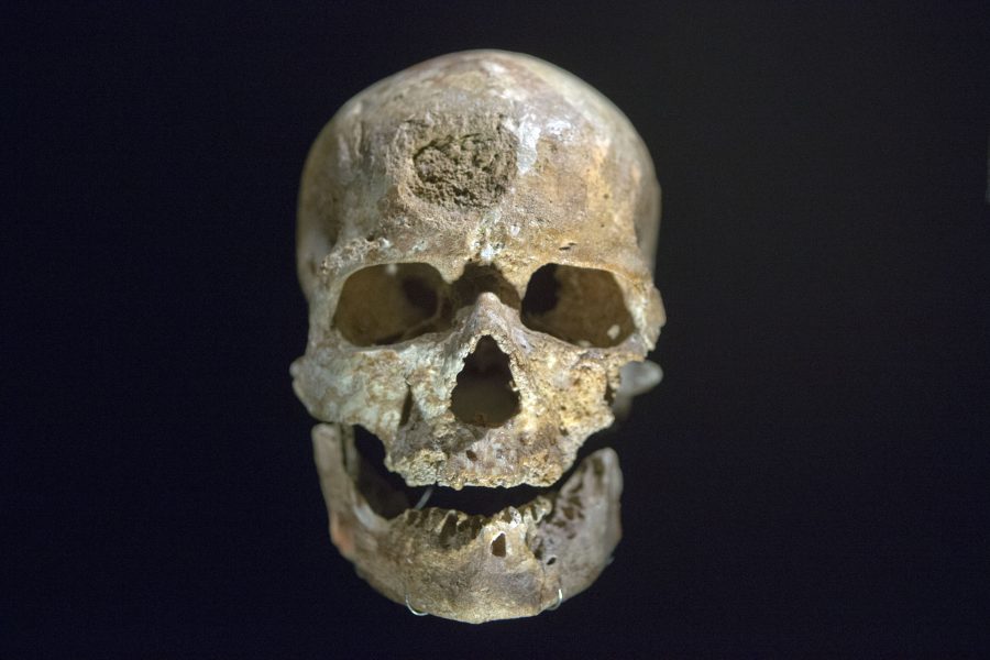 Den berömda skallen från fyndorten Cro Magnon i Frankrike.