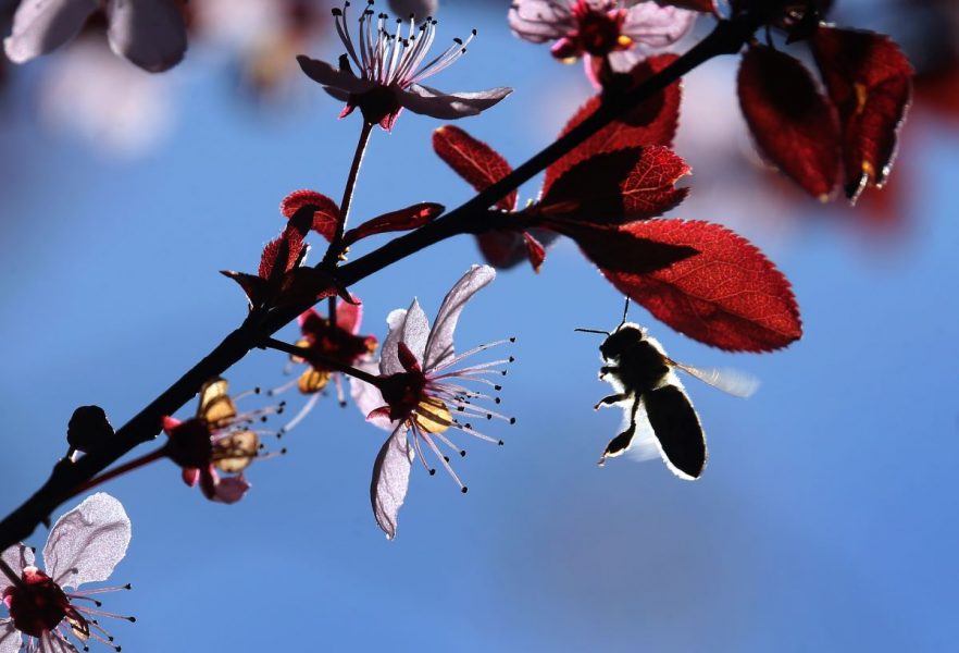 Bin pollinerar omkring två tredjedelar av den mat som odlas för människor.
