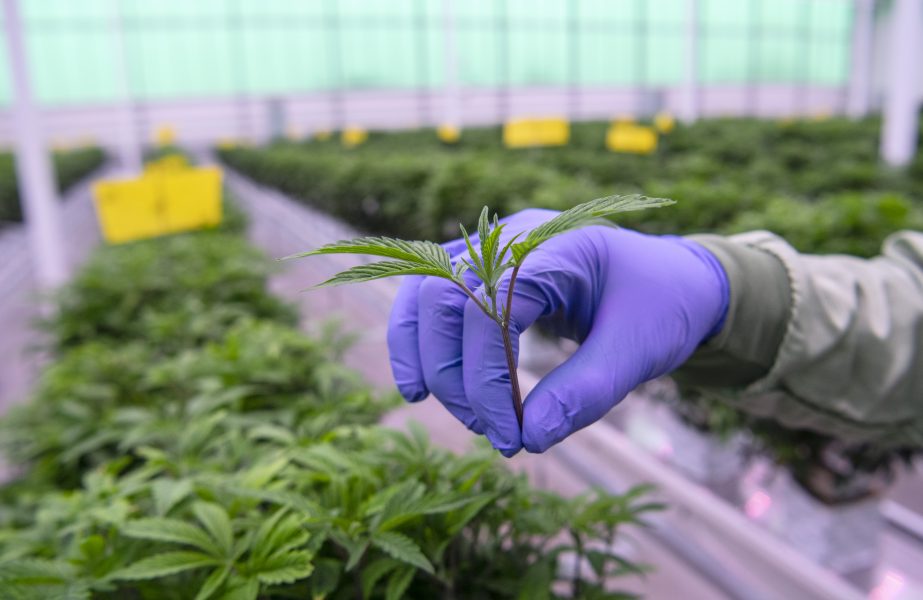 En stickling från en honplanta i Aurora Nordics anläggning för odling av medicinsk cannabis i Odense i Danmark.
