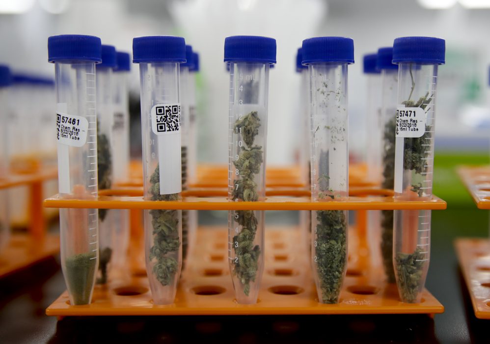 Foto: Chris Carlson/AP/TTCanada har fått en cannabisprofessor som ska undersöka om cannabis kan vara ett verktyg för att mildra den dödliga opioidkris som landet befinner sig i.